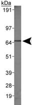 Anti-HSPA5 Rabbit Polyclonal Antibody