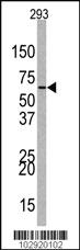 Anti-EZH1 Rabbit Polyclonal Antibody