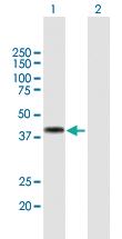 Anti-DMBX1 Mouse Polyclonal Antibody