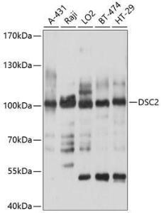 Western blot analysis of extracts of various cell lines, using Anti-Desmocollin 2 Antibody (A8554) at 1:1,000 dilution