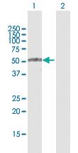 Anti-TRIM35 Rabbit Polyclonal Antibody