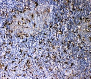 Anti-IL18 Rabbit Polyclonal Antibody