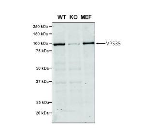 Western blot analysis of Human, mouse A549, MEF showing detection of VPS35 protein using Anti-VPS35 Antibody [7E4] (A305036) at 1:5 (tissue culture supernatant) Lane 1: Molecular Weight Ladder Lane 2: VPS35 KO A549 cells Lane 3: mouse embryonic fibroblast cells Load: 8  µg each A549 and MEF