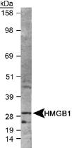 Anti-HMGB1 Rabbit Polyclonal Antibody