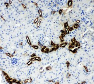 Anti-Kallikrein 1 Rabbit Polyclonal Antibody