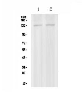 Anti-PSD Polyclonal Antibody