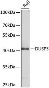 Western blot analysis of extracts of Raji cells, using Anti-DUSP5 Antibody (A8555) at 1:1,000 dilution