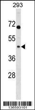 Anti-MRPL39 Rabbit Polyclonal Antibody (Biotin)