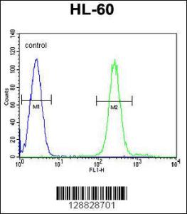 Anti-TGM6 Rabbit Polyclonal Antibody (FITC (Fluorescein Isothiocyanate))