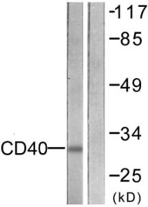 Anti-CD40 Rabbit Polyclonal Antibody