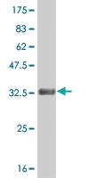 Anti-HES2 Mouse Monoclonal Antibody [clone: 2F4]