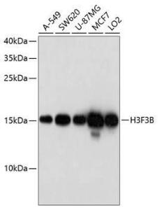 Western blot analysis of extracts of various cell lines, using Anti-Histone H3.3 Antibody (A8556) at 1:1,000 dilution. The secondary antibody was Goat Anti-Rabbit IgG H&L Antibody (HRP) at 1:10,000 dilution. Lysates/proteins were present at 25µg per lane.