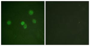 Antibody anti-SP1 A95471-100 100 µg