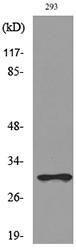 Western blot analysis of lysate from 293 cells using Anti-CGREF1 Antibody