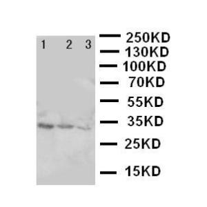 Anti-TORC2 Rabbit Polyclonal Antibody