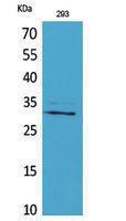 Western blot analysis of 293 cells using Anti-CGREF1 Antibody