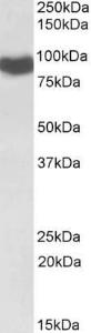 Antibody A84869-100 100 µg