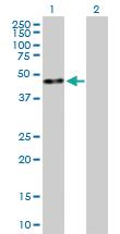 Anti-KLF8 Mouse Polyclonal Antibody