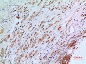 Immunohistochemical analysis of paraffin-embedded human brain using Anti-CGREF1 Antibody