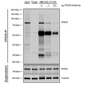 Immunoprecipitation analysis of mouse embryonic fibroblast using Anti-VPS35 Antibody [11H10] (A305037). Three amounts of A305037 (3, 1 and 0.3 ug) were non-covalently coupled to 10uL of A/G sepharose beads for 1 hour at 4 °C and next incubated with 250ug of A549 lysate for 2 hours at 4 °C