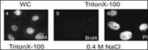 Anti-BRD4 Rabbit Polyclonal Antibody