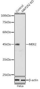 Anti-MEK2 Rabbit Polyclonal Antibody