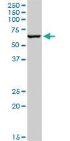 Anti-TRIM8 Mouse Polyclonal Antibody