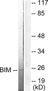 Western blot analysis of lysates from COS7 cells using Anti-BIM Antibody. The right hand lane represents a negative control, where the antibody is blocked by the immunising peptide.