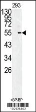 Anti-BMI Rabbit Polyclonal Antibody