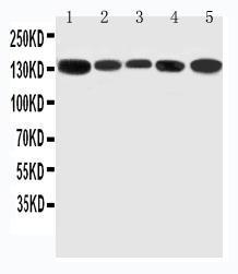 Anti-RGS3 Rabbit Polyclonal Antibody