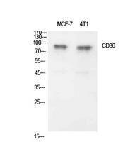 Western blot analysis of extracts from MCF7, 4T1 cells using Anti-CD36 Antibody