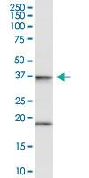 Anti-FAIM3 Rabbit Polyclonal Antibody