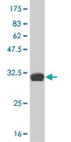 Anti-HES2 Mouse Monoclonal Antibody [clone: 3C2]