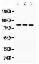 Anti-MNAT1 Antibody