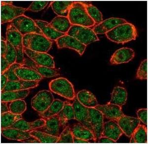 Immunofluorescent analysis of HeLa cells stained with Anti-ATF2 Antibody [PCRP-ATF2-1B4] followed by Goat Anti-Mouse IgG (CF and #174; 488) (Green). CF and #174; 640A Phalloidin (Red)