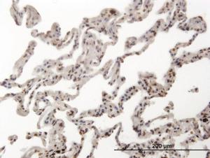 Anti-HMGXB4 Mouse Monoclonal Antibody [clone: 3C12]