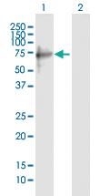 Anti-TRIM8 Mouse Polyclonal Antibody