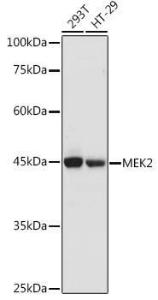 Anti-MEK2 Rabbit Polyclonal Antibody