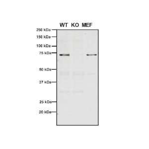 Western blot analysis of Human, mouse A549, MEF showing detection of VPS35 protein using Anti-VPS35 Antibody [11H10] (A305037) at 1:5 (tissue culture supernatant)