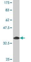 Anti-SH3RF1 Mouse Monoclonal Antibody [clone: 1F7]