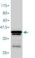 Anti-CDKN1A Mouse Polyclonal Antibody