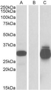 HEK293 lysate (10 µg protein in RIPA buffer) overexpressing Human PPPDE1 with C-terminal MYC tag probed with Anti-PPPDE1 Antibody (A84870)