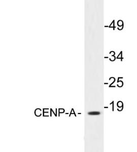 Western blot analysis of lysates from 293 cells using Anti-CENP-A Antibody