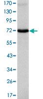 Anti-ITK Mouse Monoclonal Antibody [clone: 5G6]