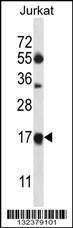 Anti-MRPL41 Rabbit Polyclonal Antibody (APC (Allophycocyanin))