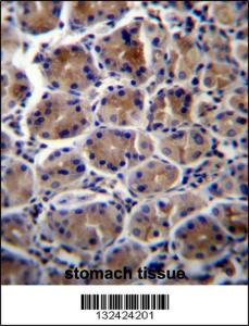 Anti-ATP1B3 Rabbit Polyclonal Antibody (AP (Alkaline Phosphatase))