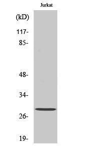 Western blot analysis of various cells using Anti-SCAND1 Antibody