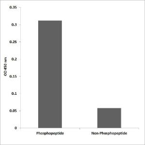 ELISA for immunogen phosphopeptide (left) and non-phosphopeptide (right) using Anti-TIF-IA (phospho Ser649) Antibody