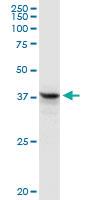 Anti-FAIM3 Rabbit Polyclonal Antibody