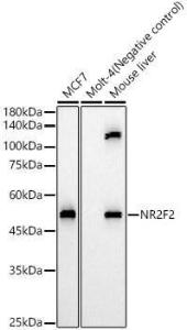 Western blot analysis of various lysates, using Anti-NR2F2 Antibody (A8562) at 1:700 dilution. The secondary antibody was Goat Anti-Rabbit IgG H&L Antibody (HRP) at 1:10,000 dilution. Lysates/proteins were present at 25µg per lane.